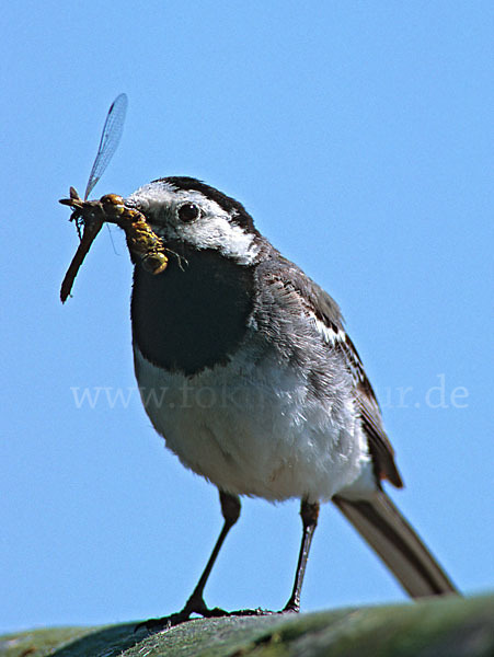 Bachstelze (Motacilla alba)