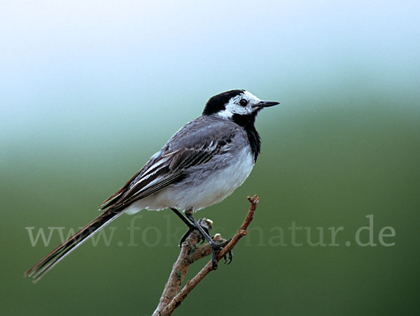 Bachstelze (Motacilla alba)