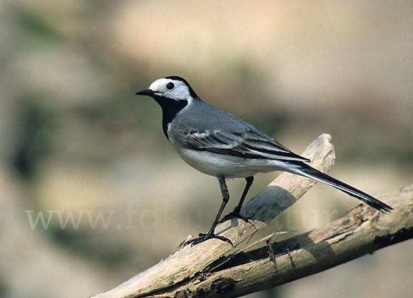 Bachstelze (Motacilla alba)