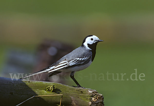 Bachstelze (Motacilla alba)