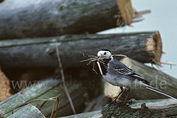 Bachstelze (Motacilla alba)