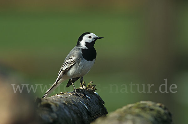 Bachstelze (Motacilla alba)