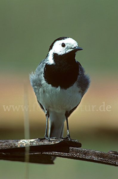 Bachstelze (Motacilla alba)