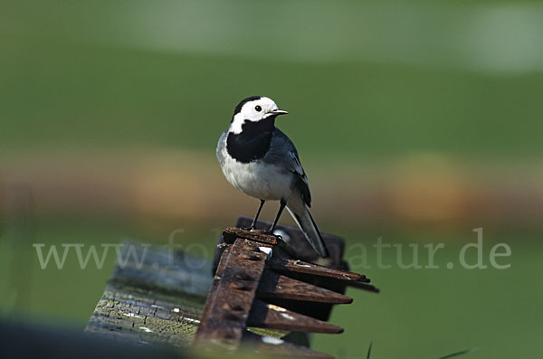 Bachstelze (Motacilla alba)