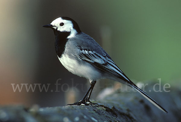 Bachstelze (Motacilla alba)