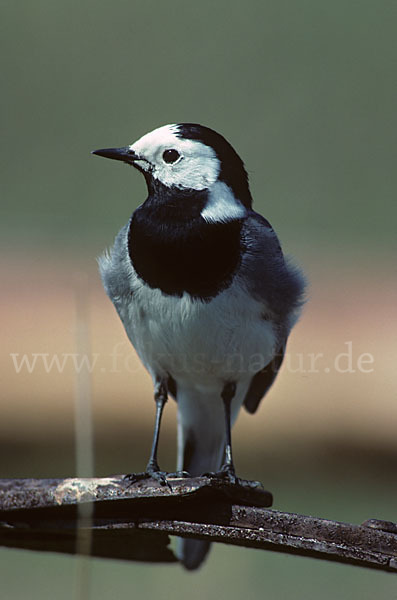 Bachstelze (Motacilla alba)