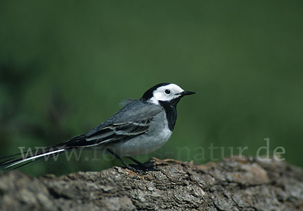 Bachstelze (Motacilla alba)