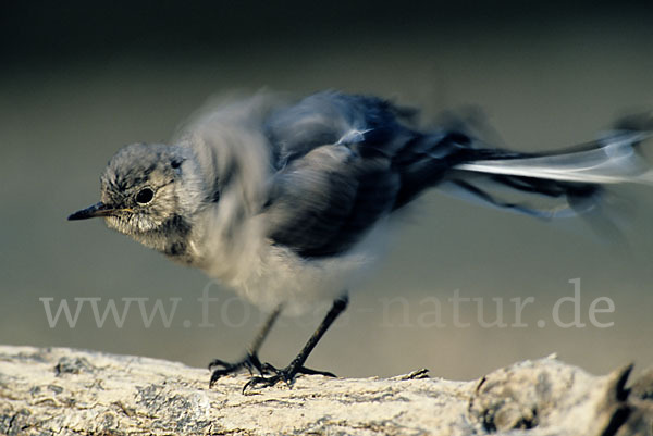 Bachstelze (Motacilla alba)