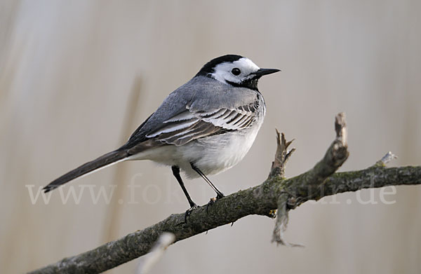 Bachstelze (Motacilla alba)