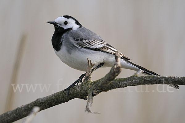 Bachstelze (Motacilla alba)