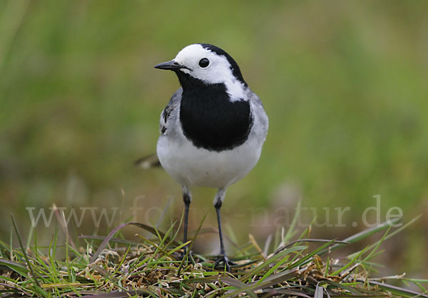 Bachstelze (Motacilla alba)