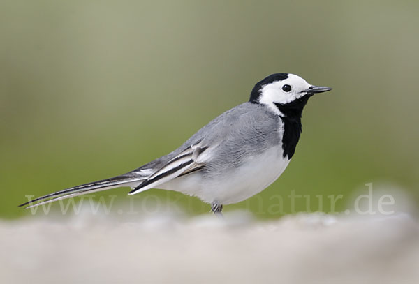 Bachstelze (Motacilla alba)