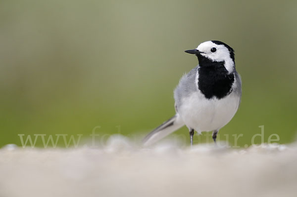 Bachstelze (Motacilla alba)