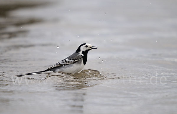 Bachstelze (Motacilla alba)