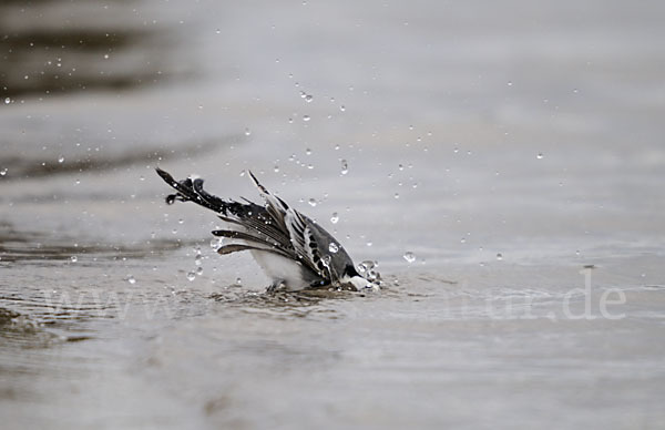 Bachstelze (Motacilla alba)