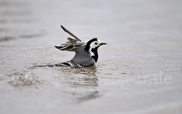 Bachstelze (Motacilla alba)