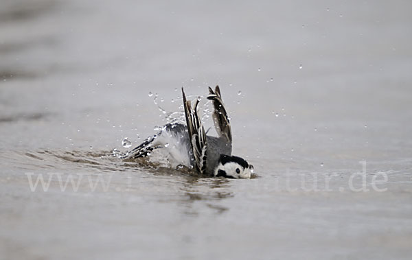 Bachstelze (Motacilla alba)