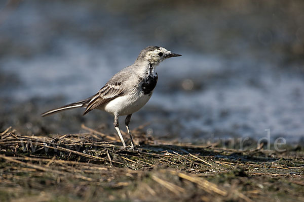 Bachstelze (Motacilla alba)