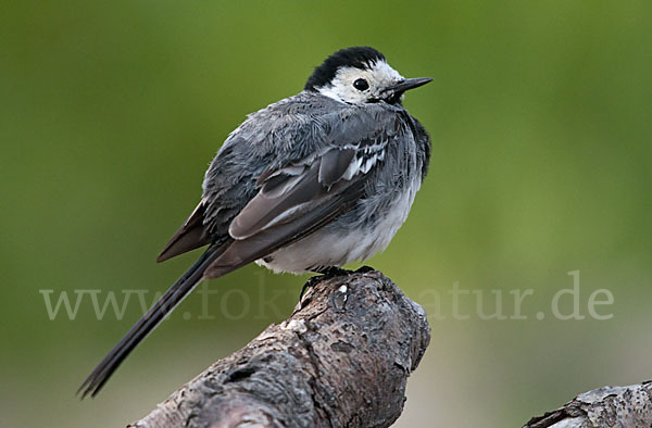 Bachstelze (Motacilla alba)