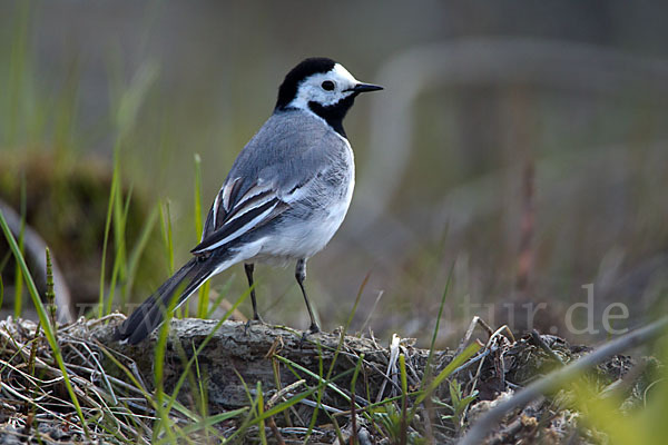 Bachstelze (Motacilla alba)