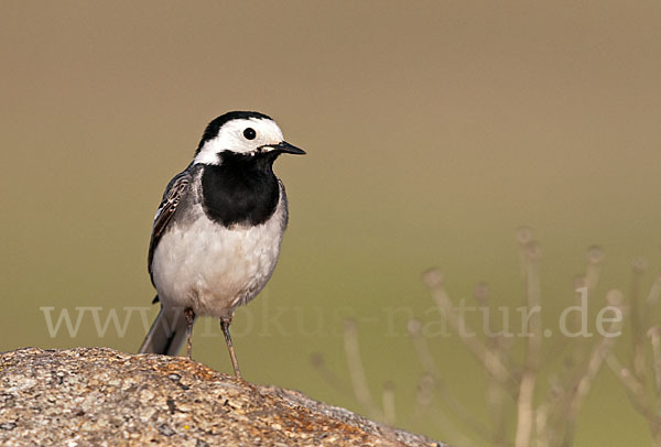 Bachstelze (Motacilla alba)