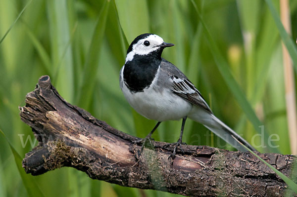 Bachstelze (Motacilla alba)