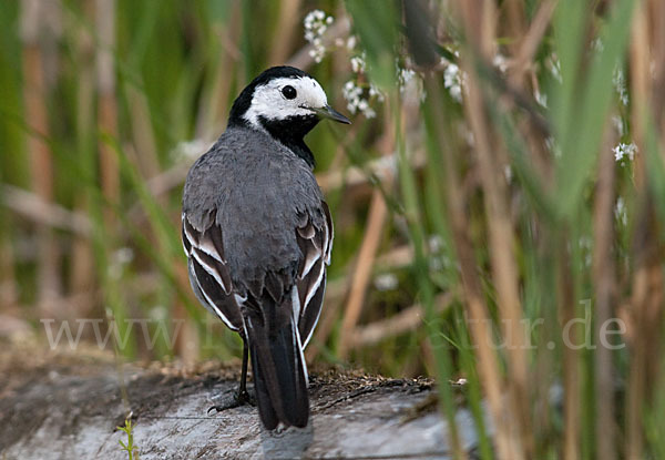 Bachstelze (Motacilla alba)