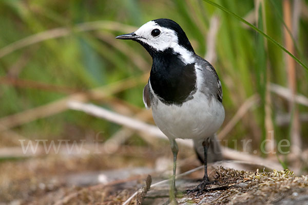 Bachstelze (Motacilla alba)