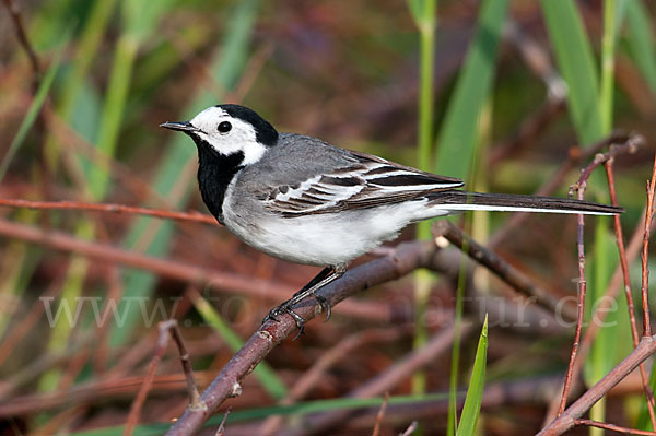 Bachstelze (Motacilla alba)