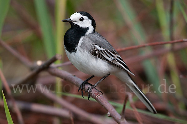 Bachstelze (Motacilla alba)