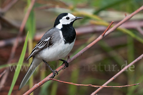 Bachstelze (Motacilla alba)