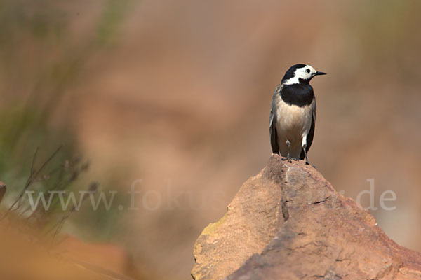 Bachstelze (Motacilla alba)