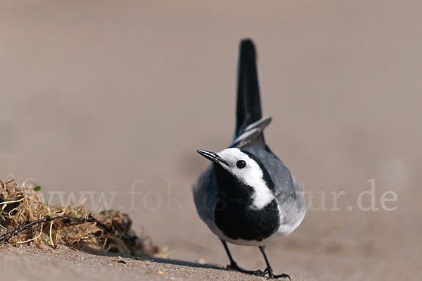 Bachstelze (Motacilla alba)