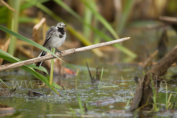 Bachstelze (Motacilla alba)