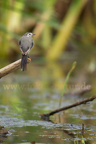 Bachstelze (Motacilla alba)