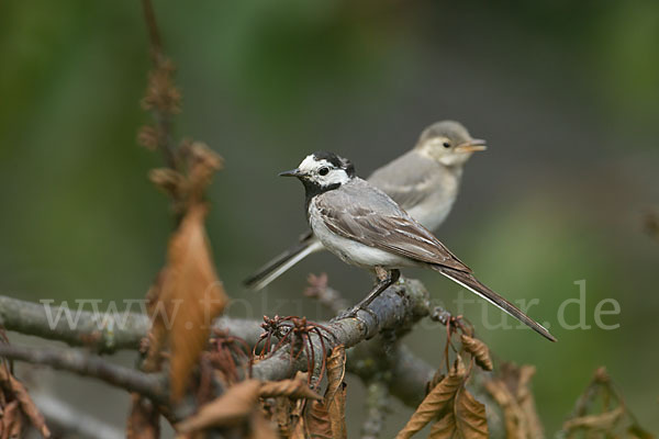 Bachstelze (Motacilla alba)