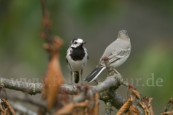 Bachstelze (Motacilla alba)