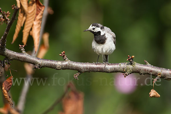 Bachstelze (Motacilla alba)