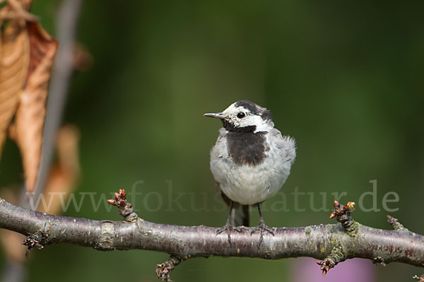 Bachstelze (Motacilla alba)