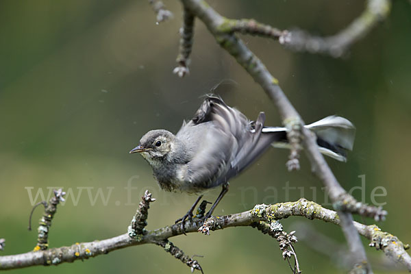 Bachstelze (Motacilla alba)