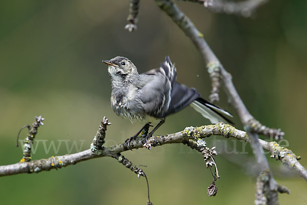 Bachstelze (Motacilla alba)