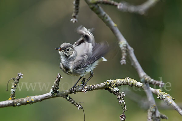 Bachstelze (Motacilla alba)