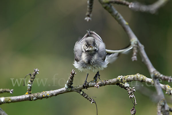 Bachstelze (Motacilla alba)