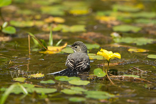 Bachstelze (Motacilla alba)