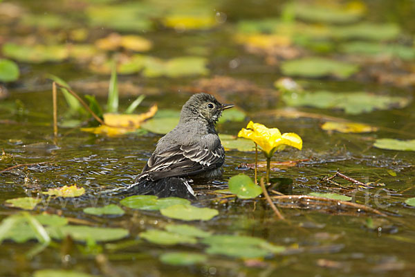 Bachstelze (Motacilla alba)