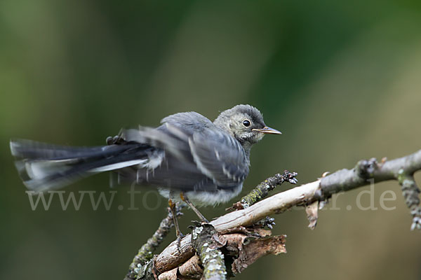 Bachstelze (Motacilla alba)