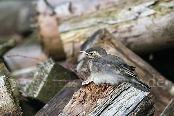 Bachstelze (Motacilla alba)