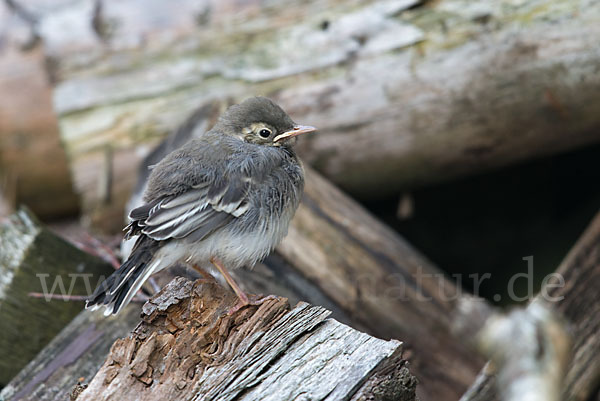 Bachstelze (Motacilla alba)