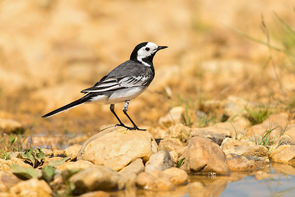 Bachstelze (Motacilla alba)