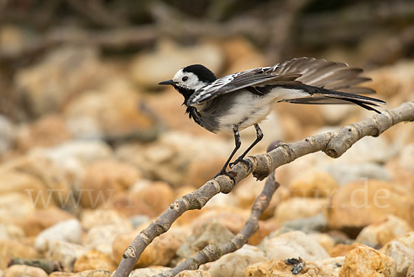 Bachstelze (Motacilla alba)